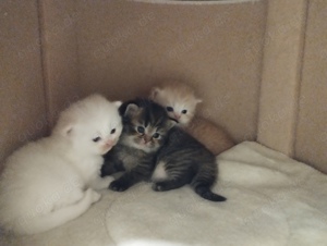 Perser Kitten mit Nase Bild 1
