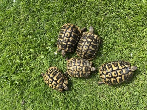 Griechische Landschildkröten männlich, geb. 2018