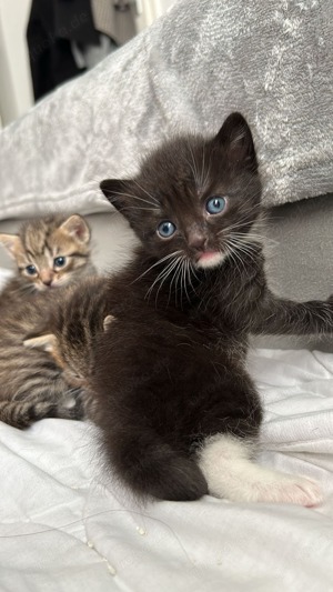 Baby Kitten (Europäische Bengal Brittisch)   Bild 1