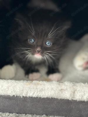 Baby Kitten (Europäische Bengal Brittisch)   Bild 3