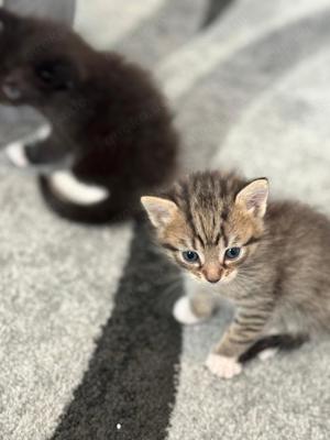 Baby Kitten (Europäische Bengal Brittisch)   Bild 4