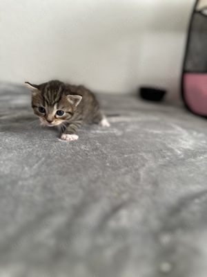 Baby Kitten (Europäische Bengal Brittisch)   Bild 5