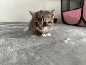 Baby Kitten (Europäische Bengal Brittisch)   Bild 7