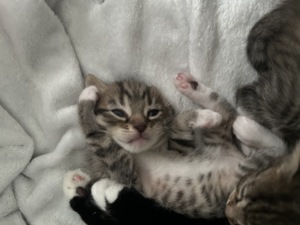 Baby Kitten (Europäische Bengal Brittisch)   Bild 6