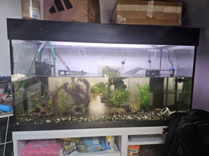 Aquarium Wasserschildkröte