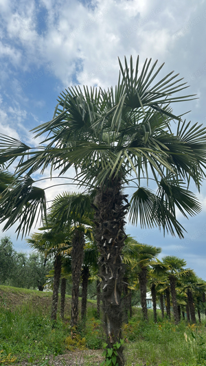 Palmen   Hanfpalmen 