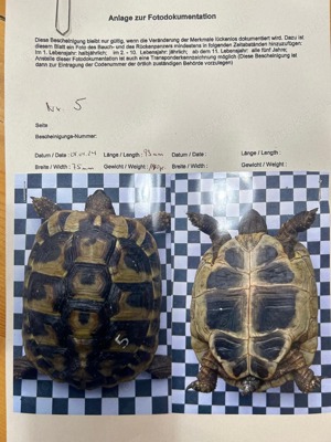 Griechische Landschildkröten TH zu verkaufen 