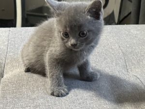 Baby Katzen abzugeben BKH und Russiche Blau Katzen Mix   Bild 9
