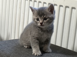 Baby Katzen abzugeben BKH und Russiche Blau Katzen Mix   Bild 3
