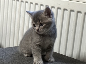 Baby Katzen abzugeben BKH und Russiche Blau Katzen Mix   Bild 10