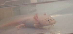 Axolotl Wildlinge, Albinos und Weißlinge zu verkaufen 