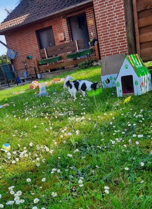 Deckrüde in weiß-schwarz Schecke 