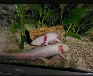 2 Axolotl Pärchen