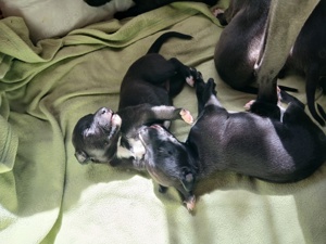 Whippets Babys suchen ab ab der  12 Woche ein neues Zuhause 