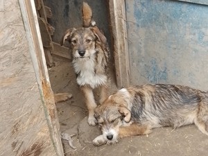 NALA - sucht ihr Für-immer-Zuhause (wartet in Rumänien) Bild 9