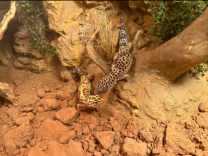 Leopardgecko Pärchen mit Terrarium !Sofort einsatzbereit!