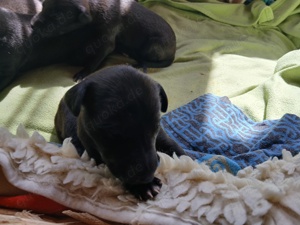 sieben Whippet Baby suchen ein Zuhause