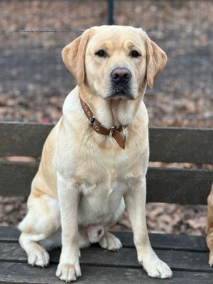 Labrador Deckrüde reinrassig