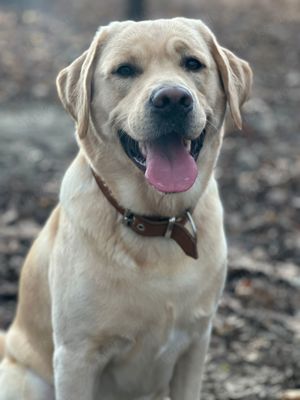 Labrador Deckrüde reinrassig Bild 3