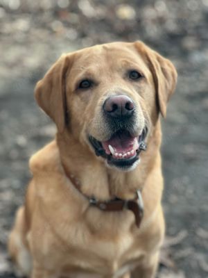 Reinrassiger Labrador Deckrüde