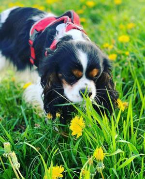 Welpen Cavalier King Charles Spaniel 