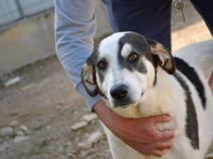 Anouk sucht ihr Zuhause (noch auf Sardinien)