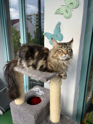 deckater maine coon haben stammbau