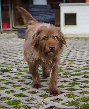 *KOLIN* . der Briard möcht Einzelprinz sein. 