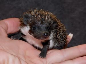 Zuckersüße Weißbauchigel auf Wohnungssuche Bild 3