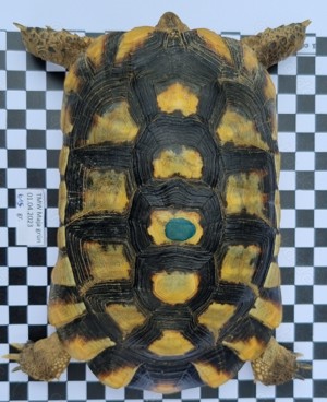 Adulte Testudo Marginata Weissingeri Schildkröten Männchen - TMW NZ 2007+ 2012 mit EU-Bescheinigung  Bild 3