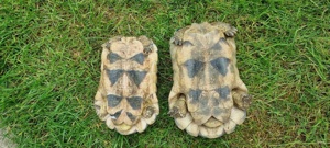 Adulte Testudo Marginata Weissingeri Schildkröten Männchen - TMW NZ 2007+ 2012 mit EU-Bescheinigung  Bild 2