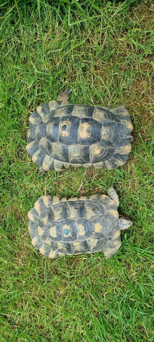 Adulte Testudo Marginata Weissingeri Schildkröten Männchen - TMW NZ 2007+ 2012 mit EU-Bescheinigung 