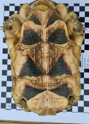 Adulte Testudo Marginata Weissingeri Schildkröten Männchen - TMW NZ 2007+ 2012 mit EU-Bescheinigung  Bild 4