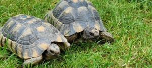 Adulte Testudo Marginata Weissingeri Schildkröten Männchen - TMW NZ 2007+ 2012 mit EU-Bescheinigung  Bild 8