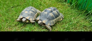 Adulte Testudo Marginata Weissingeri Schildkröten Männchen - TMW NZ 2007+ 2012 mit EU-Bescheinigung  Bild 7