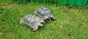 Adulte Testudo Marginata Weissingeri Schildkröten Männchen - TMW NZ 2007+ 2012 mit EU-Bescheinigung  Bild 9