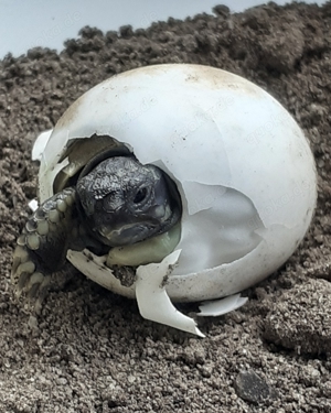 Griechische Landschildkröten