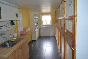 Unzertrennliche, Schwarzköpfchen - Erdbeerköpfchen Bild 10