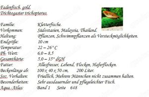 Fadenfisch gold Bild 2