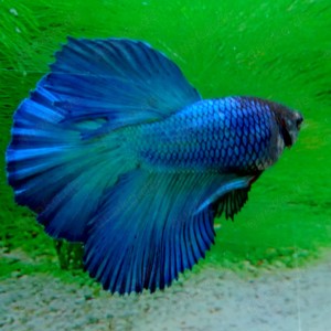 Kampffisch Männchen Double Tail mix 