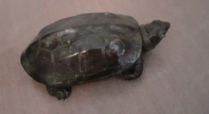 Chinesische Dreikielwasserschildkröte Bild 1