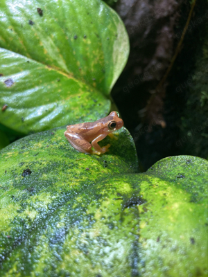 Bromelienlaubfrosch - Dendropsophus ebraccatus