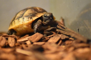 Maurische Landschildkröten, Nachzuchten (2021 und 2023) suchen ein neues Zuhause