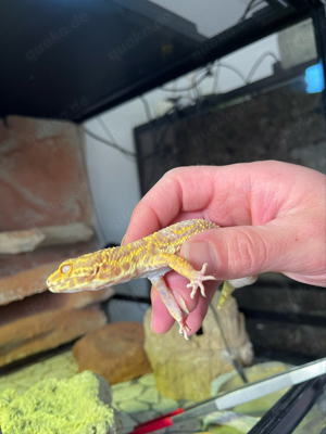 Leopardgecko