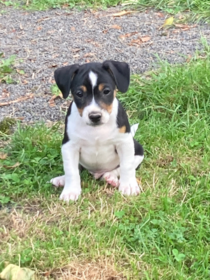 suche jack russell deckrüden