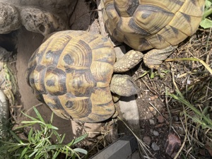 Griechische Landschildkröte (Thb), Weibchen, *2003