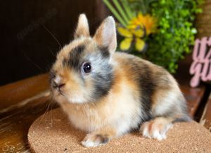 Kleine bunte Mini Löffelohr Jungtiere Farbenzwerg Kaninchen Hasen Löwenköpfchen Bild 2