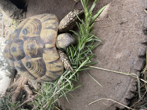 Griechische Landschildkröte (Thb), Weibchen, *2011