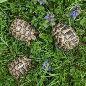 Junge griechische Landschildkröten , 2021, eigene Zucht Bild 2