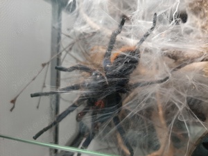 Chromatopelma cyaneopubescens 1.0